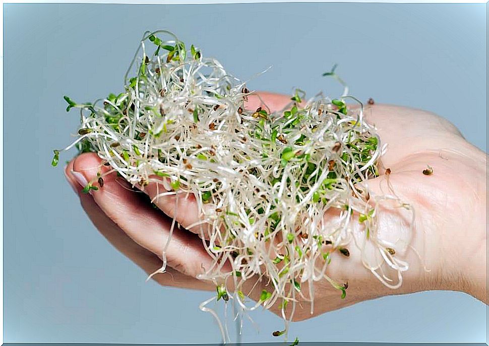 Raw sprouts 