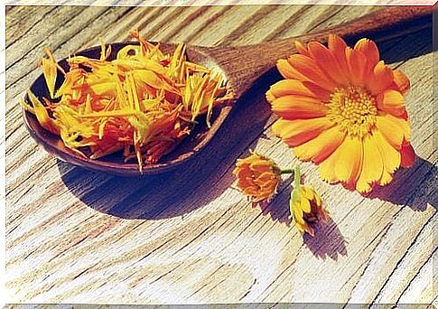 Calendula 