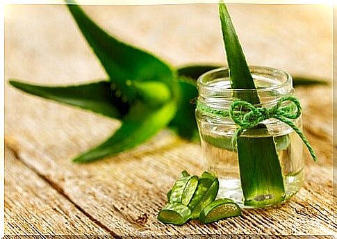 Aloe vera gel and leaves