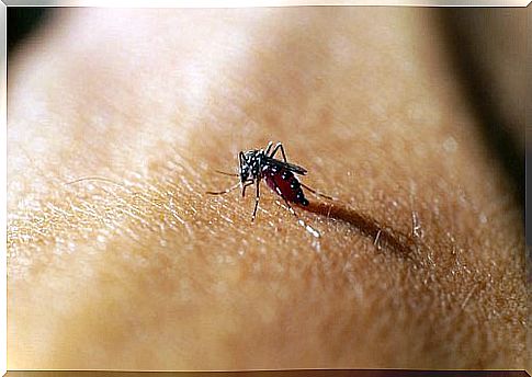 mosquito on the skin