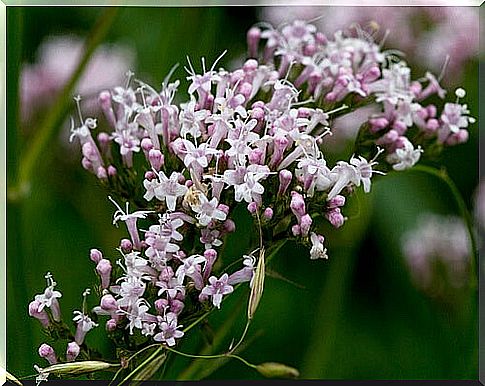 Herbs for insomnia, valerian