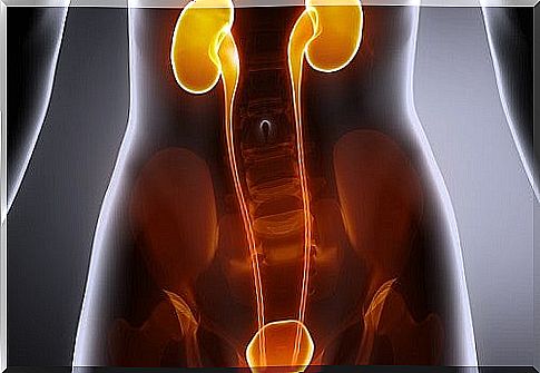 How to take care of the kidneys and bladder