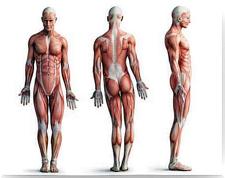 Muscle functioning: human muscular system.