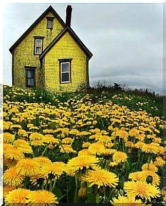 Flower meadow