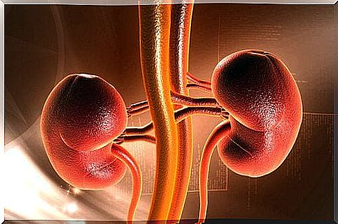 The kidneys in 3D