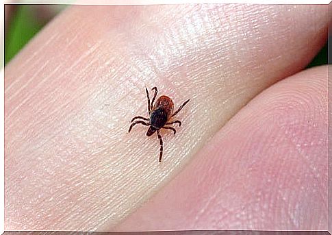 tick on the hand