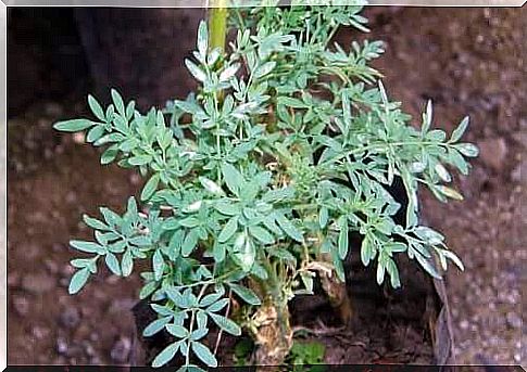 Rue among medicinal herbs contraindicated in pregnancy.