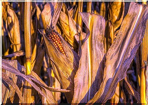 corn plant with cob