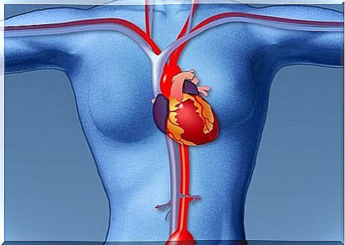 diagram of the heart with veins and arteries