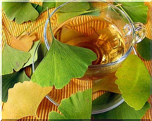 Gingko biloba tea