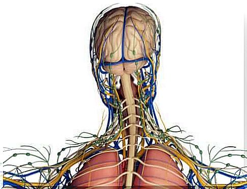 The lymphatic system: what function in the body?