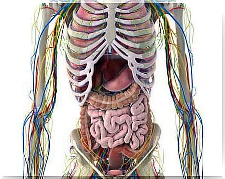 Lymphatic system.