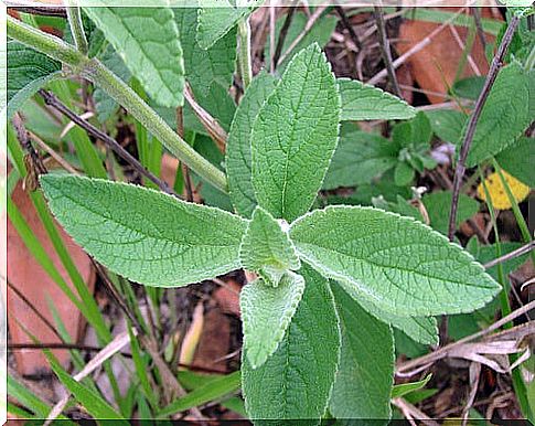 Sage against bad odor