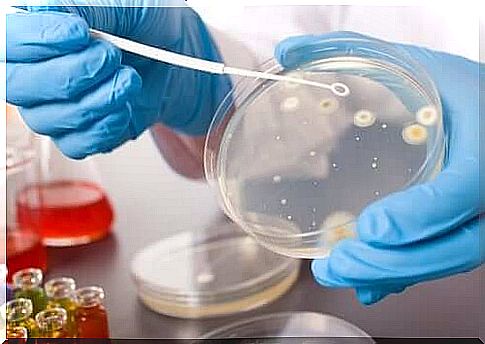 Bacterial culture test tube and gloved hands