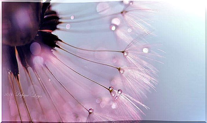 Showerhead with dew